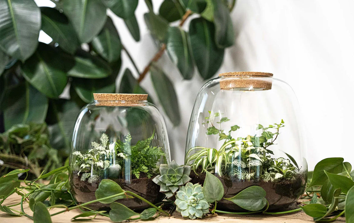 Emma - Hedera Red - Terrarium with light - Bottle garden DIY kit - Ø 23 cm ↑ 25 cm