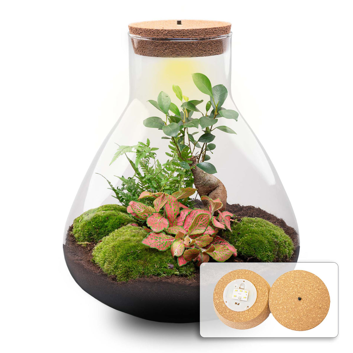 Sam XL Bonsai - Terrarium with light - Bottle garden DIY kit - Ø 30 cm ↑ 32 cm