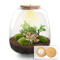 Emma - Hedera Red - Terrarium with light - Bottle garden DIY kit - Ø 23 cm ↑ 25 cm