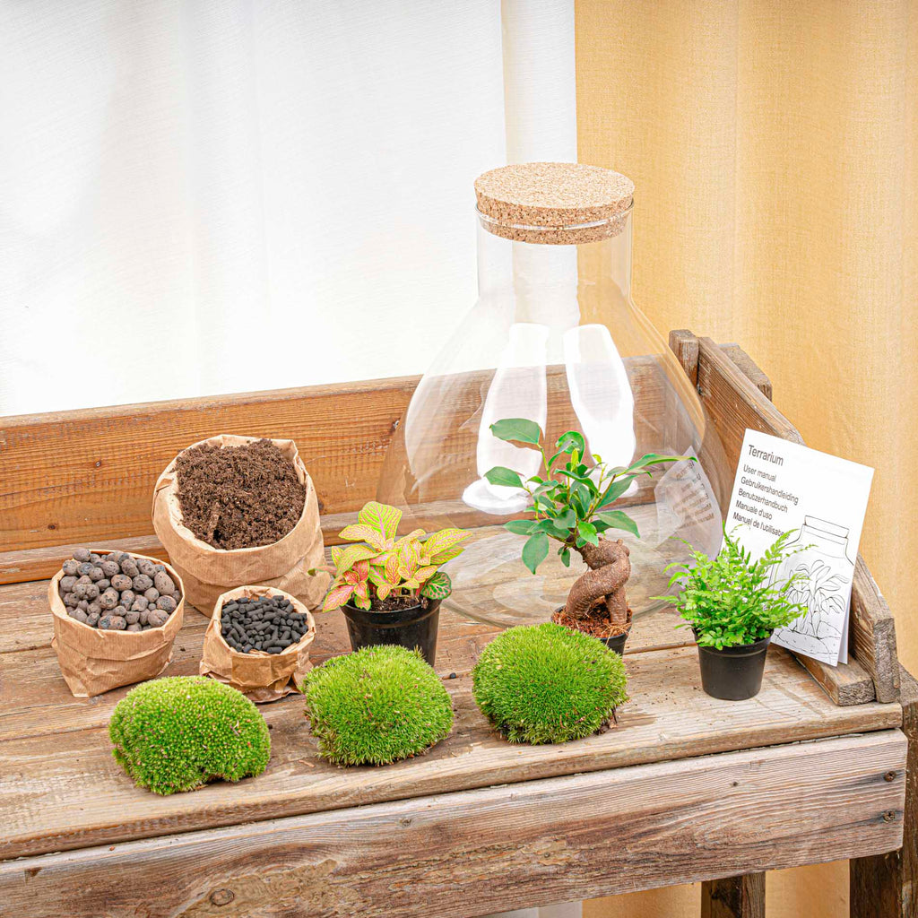 Sam XL Bonsai - Terrarium with light - Bottle garden DIY kit - Ø 30 cm ↑ 32 cm